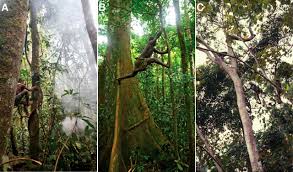 Check out our monkey climbing tree selection for the very best in unique or custom, handmade pieces from our shops. Tree Climbing And Human Evolution Pnas