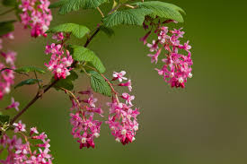 We aim to enrich everyone's life. Top 10 Plants For Clay Soil The English Garden