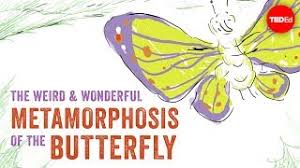 Look up videos on youtube on how to pronounce 'butterfly' correctly. Butterfly S 52 Pronunciations Of Butterfly S In American English