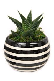 Black And White Striped Outdoor Planters Livetrends Classic Magnet Pot Black And White Striped Plants Planters Live Plants
