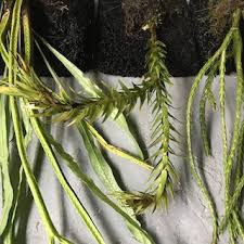 Image result for Huperzia bampsiana