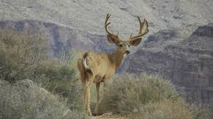 You can fry it (either unbreaded with diced onions or rolled in egg. Mule Deer Grand Canyon National Park U S National Park Service