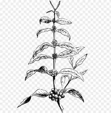 Mi 5s carcasas y estuches para móviles mecedora infantil columpios de juguete. Raphic Black And White Download Berries Drawing Mulberry Coffee Bean Plant Illustratio Png Image With Transparent Background Toppng