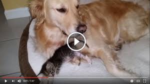 For more information and source, see on this link : Tak Selamanya Anjing Dengan Kucing Bermusuhan Video Ini Membuktikannya Tribunnews Bogor