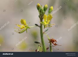 Image result for Cleomaceae