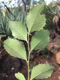 Image result for Maytenus undata