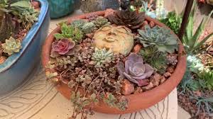 Succulents from mountain crest gardens are never grown in peat, nor do we recommend it. Succulents In Pots And Containers Ideas And Inspiration For Your Garden Youtube