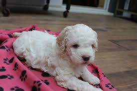 We are expecting puppies early. Kc Registered Lagotto Romagnolo Puppies Hounslow Middlesex Pets4homes