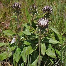 Image result for Macledium