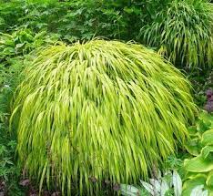 Pin On Japanese Forest Grass