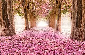 We hope you enjoy our growing collection of hd images to use as a background or home screen for your smartphone or computer. Cherry Blossom Hd Wallpapers Free Download Wallpaperbetter