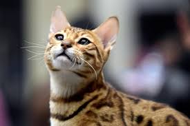 Le 1er Juillet Un Desastre Guette Les Animaux La Presse Téléchargez gratuitement sur votre téléphone ou votre ordinateur! le 1er juillet un desastre guette les