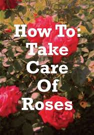 Basic Rose Care For Beginners How To Care For Roses Moms Need To Know Rose Care Growing Roses Rose Bush Care