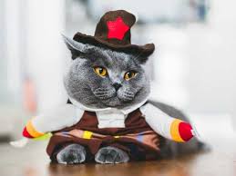 British Shorthair Ozellikleri Ve Karakteri Petza
