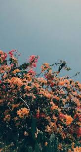 Trendy Flowers Background Tumblr Spring Ideas Iphone Wallpaper Tumblr Aesthetic Flower Background Wallpaper Plant Aesthetic