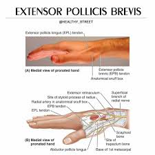 My Physio Rehab Centre Home Facebook Still, clinically anatomical snuffbox is related to the cephalic vein at anatomical snuffbox is often used for giving intravenous fluids. facebook