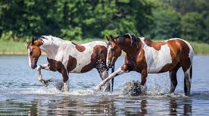 Buckskin pinto dun paint quarter horses in snow sticker. What S The Difference Between A Paint And A Pinto Good Horse