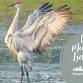 World Migratory Bird Day event in Howell, MI