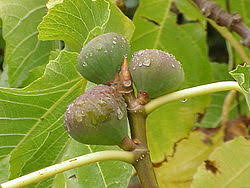 Image result for Moraceae