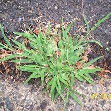 Spring has just come here in virginia and my front lawn is a mess. Fanatical Botanical Crabgrass Vs Wiregrass Archive Roanoke Com