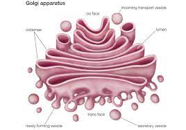 Golgi Apparatus The Cell S Manufacturing And Shipping Center In 2020 Animal Cell Cell Organelles Cell Structure