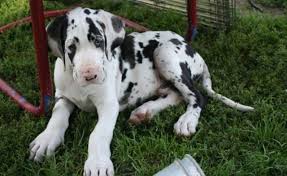 While breeding two harlequin great danes, litters will typically have one or two merle puppies. Great Dane Puppies For Sale Daytona Beach Fl 246726