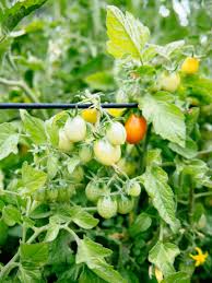 The short answer is yes. 11 Vegetables You Grow That You Didn T Know You Could Eat Garden Betty