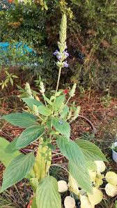 Image result for Salvia hispanica
