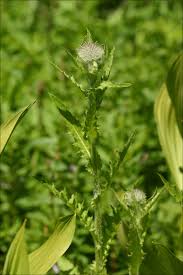 Image result for Cirsium  buchwaldii