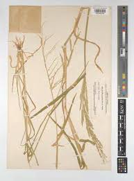 Image result for Eriochloa fatmensis