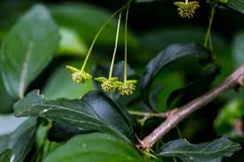 Image result for Erythrococca trichogyne