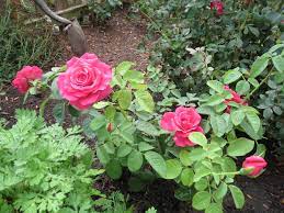 Miss all american beauty rose. Gold Medal And Miss All American Beauty The Garden Diary