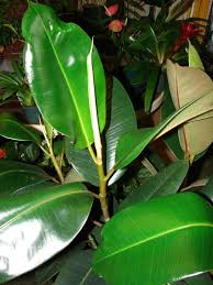 Across asia, these plants grow into trees over 100ft tall, and were traditionally harvested in the production of rubber. Rubber Plant Ficus Elastica Care And Growing Information