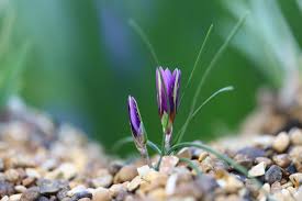 Image result for Romulea