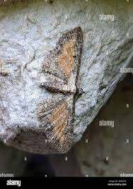 Image result for Eupithecia icterata
