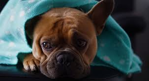 Your dog can't tell you when he has a fever, so you should familiarize yourself with the symptoms that can indicate its presence. Does My Dog Have A Cold Treating A Canine Cold