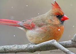 Grey Birds That Look Like Cardinals It S Begining To Look A Lot Like Christmas Backyard Birds Birds Painting Pretty Birds