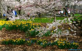 Japan gifted central park and riverside park with thousands of cherry trees in 1912. Free Download Central Park Central Park Flowers Park Flowers Albums Central 700x437 For Your Desktop Mobile Tablet Explore 48 Central Park Spring Wallpaper Nyc Spring Wallpaper Central Park Fall Wallpaper