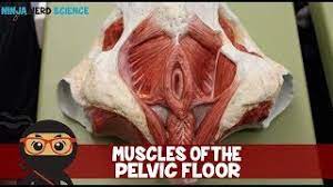 Abdominal and pelvic anatomy encompasses the anatomy of all structures of the abdominal and pelvic cavities. Muscles Of The Male Female Pelvic Floor Anatomy Model Youtube