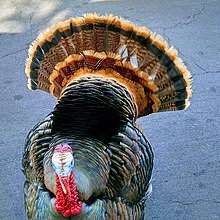 Friction between the straw and the string stops the turkey from dropping — but only for a moment. Wild Turkey Wikipedia