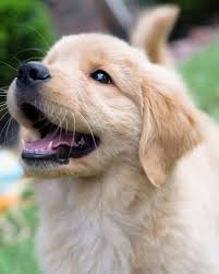 Maggie Tap The Pin For The Most Adorable Pawtastic Fur Baby Apparel You Ll Love The Dog Clothes And Cat Clothes 3 T Puppies Golden Retriever Cute Animals