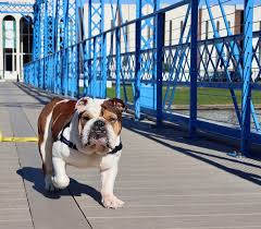 Why go to a dog breeder, cat breeder or pet store to buy a dog or buy. New Orleans Bulldog Rescue Home Facebook