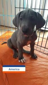Check spelling or type a new query. Pin On Puppies For Sale