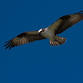 September's Meeting -- Fernhill Wetlands, Thursday Sep 12th 6:00pm to 8:00pm