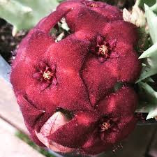 Image result for Orbea melanantha