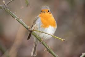 Les Conseils De La Lpo Pour Nourrir Les Oiseaux En Hiver Paris Cote Jardin