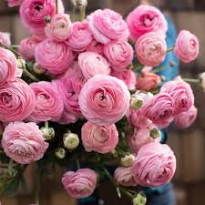 Image result for Ranunculus  cooleyae