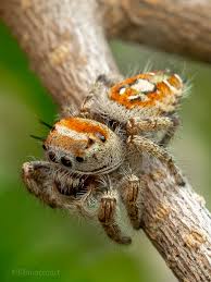 Image result for Pyrenacantha kirkii