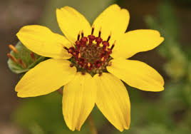 Yellow wildflowers of west and southwest usa: Berlandiera Lyrata Xera Plants