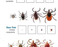 Ticks